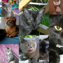 猫脸识别-12种猫分类数据集
