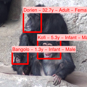 黑猩猩脸部图片数据集