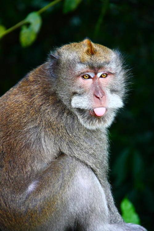 10种猴子图片数据集